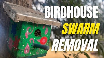 How to transfer a colony of honeybees from a birdhouse to a beehive