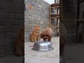 cute cat 😸😸funny video #vairal video #vairel reels