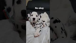 I'm just checking to see if I went Viral #funny #puppy #dog  #funnyshorts #cutedog #memes #pets