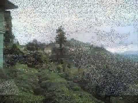 BirolTopaloÄŸlu -Mektup
