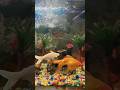 मछली jal ki rani hai😍 Aquarium  #hindirhymes #aquarium #ytshorts #viralvideo #trendingshorts