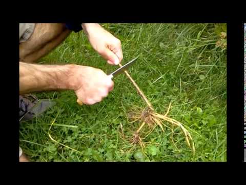 Wild Aster Edible Flowers & Healing Root Tea - YouTube