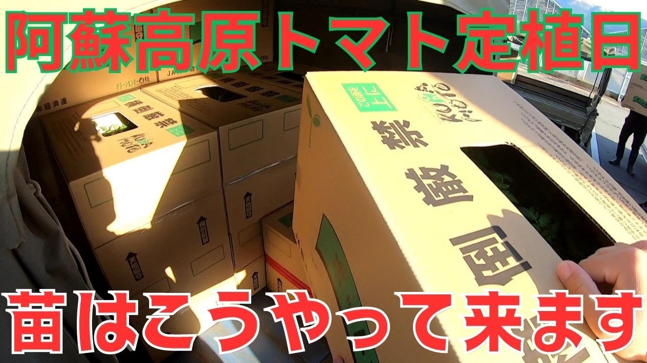 【定植日】夏秋トマト！阿蘇高原トマトがいよいよ始まりますよ！苗ってどのようにやってくるの！？