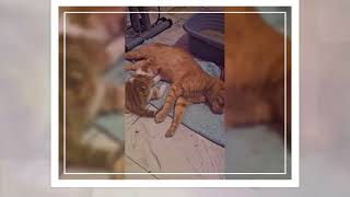 Kitten Nursing Her baby✨🥰😘 by Lioness and Lambie and More 37 views 4 months ago 1 minute, 35 seconds