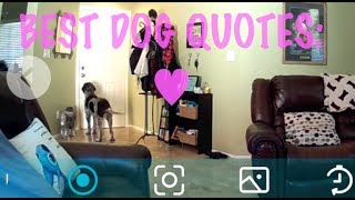 2 Very Loyal Dogs by MyFavoritePupJasmine 856 views 4 years ago 44 seconds
