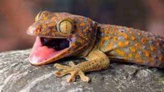 Tiếng tắc kè kêu | Tắc kè kêu | Gecko sounds | Gecko Videos for Children | More Gecko for Kids