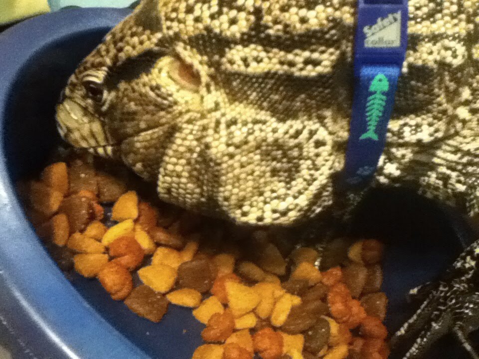 TEGU EATING DOG FOOD YouTube