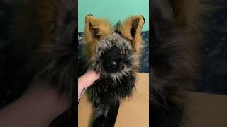 ✵ Unboxing ✵ -- Sunlemon Large Polar Bear Plush 🐻‍❄️