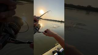 Ловля жереха с лодки🚣♂️🐟 #fishing #рыбалка #узбекистан #природа #жерех #спиннинг