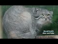 view Meet Our “Buttery” Binturongs and Cool Pallas’s Cats digital asset number 1