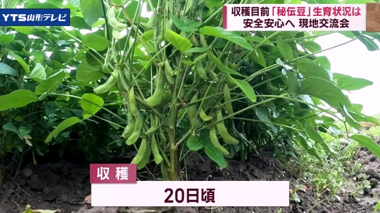 秘伝 豆 の 栽培