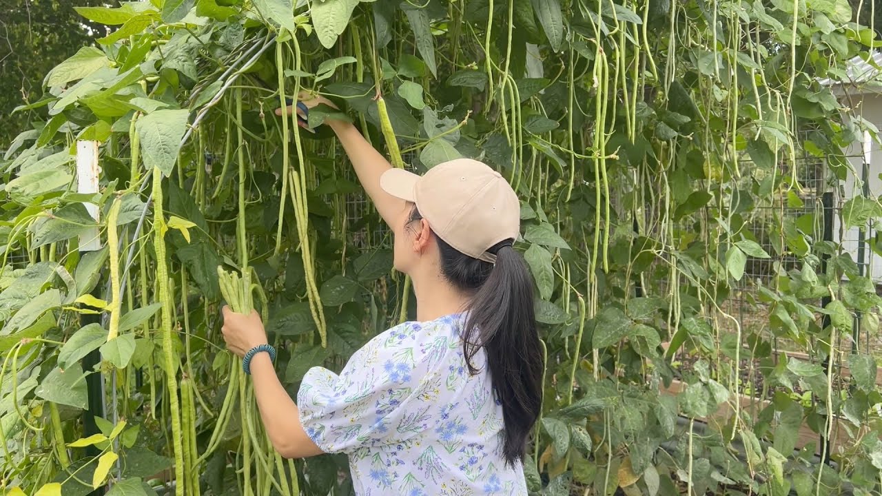 沉浸式采摘长豇豆 - 佛州 zone 9b