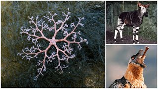 картинка: Офіура, Ягнятник, Окапі |Дивовижні звірі. Випуск 17