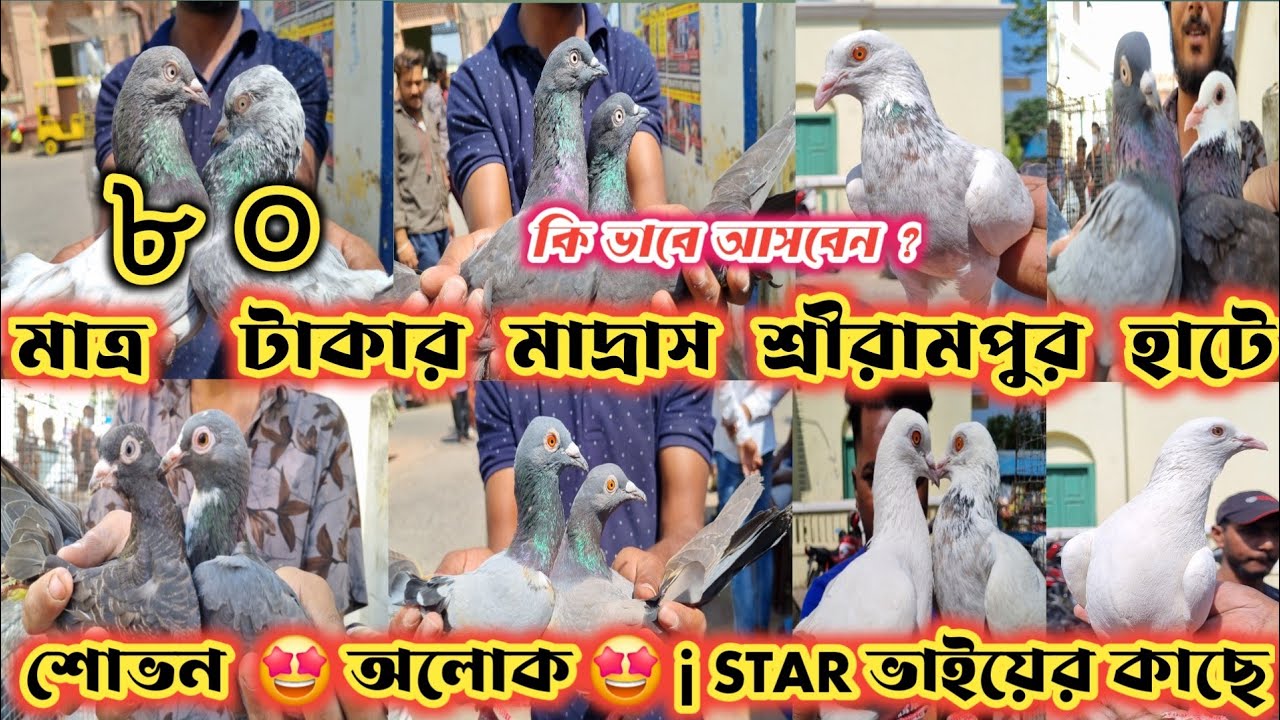 শ্রীরামপুর হাটে শোভন,অলোক , j STAR কাছে আজ সেই অফার 😱 মাত্র ৮০ টাকায় পায়রা  SERAMPORE PETS MARKET