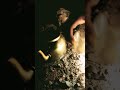 طاسه شاهى حمرة ما تنشها فى البر