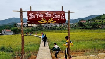 Mùa Vàng Miền Soóng Cọ _ Lễ hội Văn hóa Sán Chỉ Đại Dực 2020 _ Mùa lúa chín ruộng bậc thang