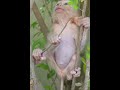 Adorable Little Monkey Moments ✨💕