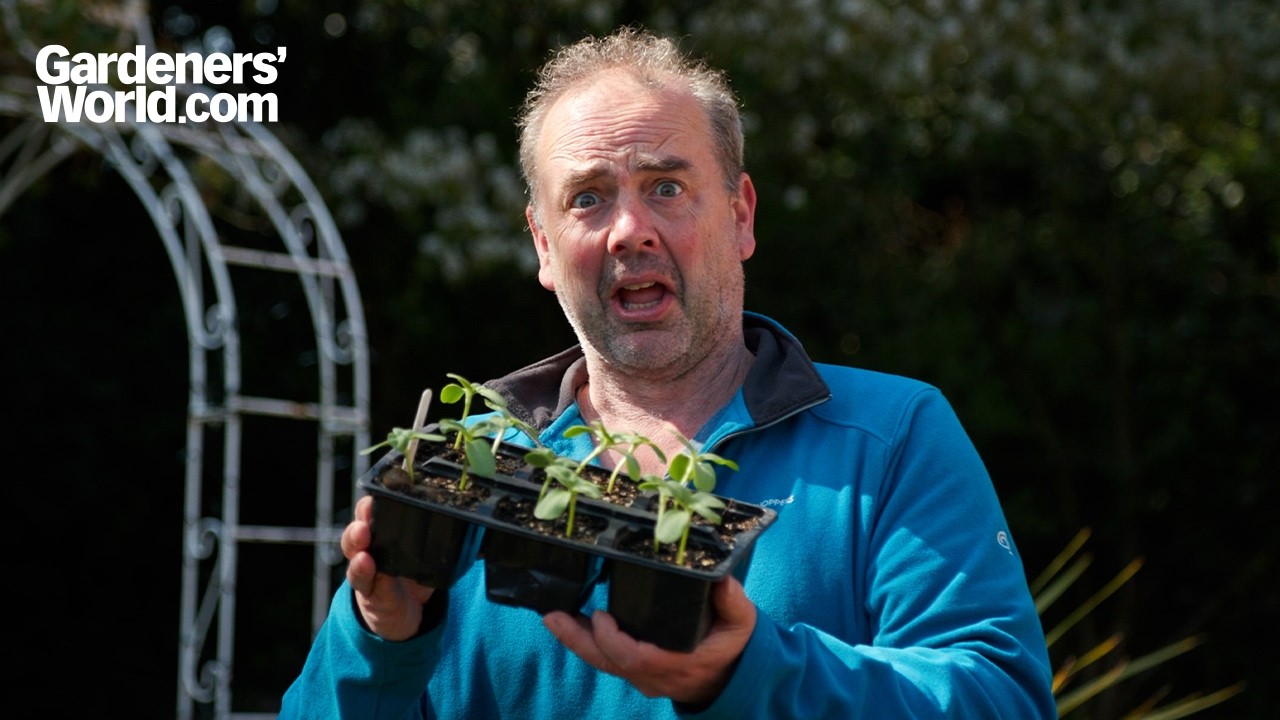 Самый эффективный способ борьбы со слизнями, о котором мечтает знать каждый садовод.