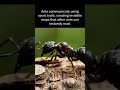 Ants communicate using scent trails, creating invisible maps that other ants can instantly read.