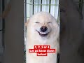 The Cutest Dog Smiles Puppies Shorts Cute Dog Smile Funny Dogs