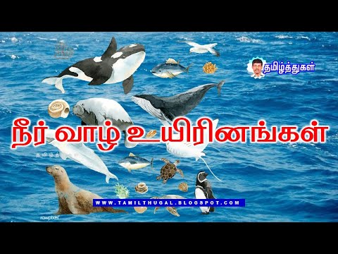 நீர் வாழ் உயிரினங்கள் - கடல் மிருகங்கள் காணொலி LEARN WATER ANIMALS WITH PICTURES VIDEO FOR KIDS