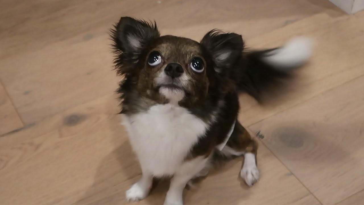 DOG (he cute) | Xell Vlog