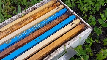 Beekeeping - Adding Brood Frames to a Failing Swarm