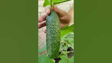 🥒Cucumbers at Home #plants #cucumber #gardening #asmr