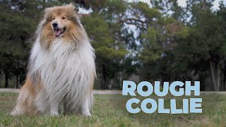 Rough Collie Dog Breed Information 101 [4k Video] by Chihu Life 1,178 views 2 years ago 2 minutes, 17 seconds