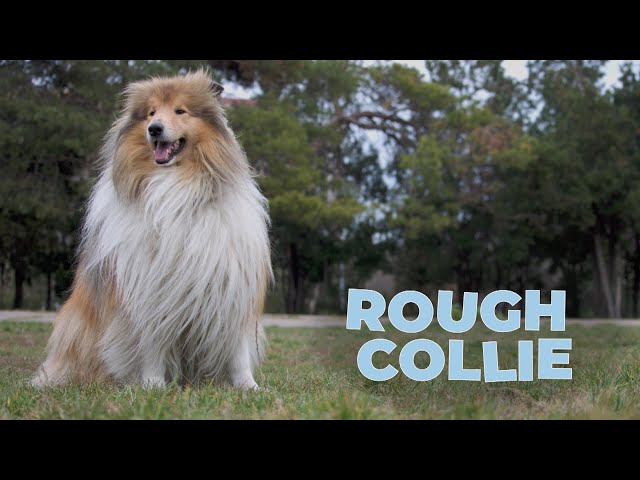 Rough Collie 101: Top 10 Facts You Should Know [Lassie's Breed] 