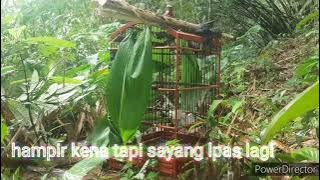 #pikat anis bin bin mengunakn jerat tekukur