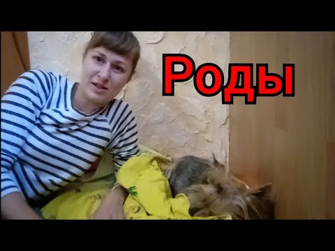 Роды у Собаки. Все что нужно Знать. Ответы на Вопросы