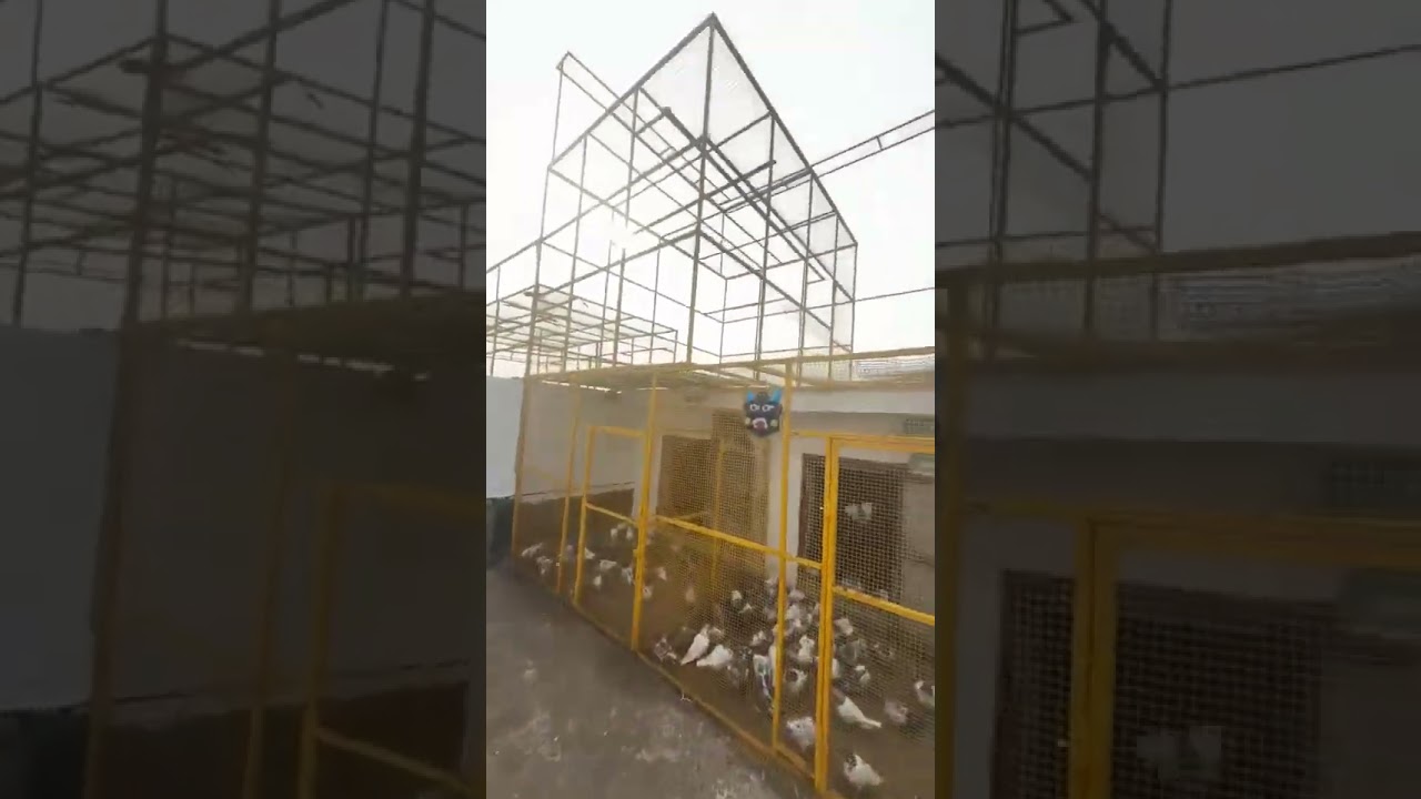 Ready For Championship 🫡