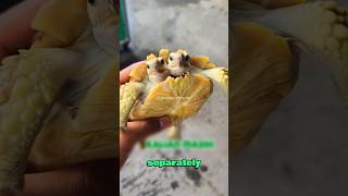 Rescuing a Two-Headed Turtle - You Won't Believe What Happened! #shorts #rescuinganimals #turtle