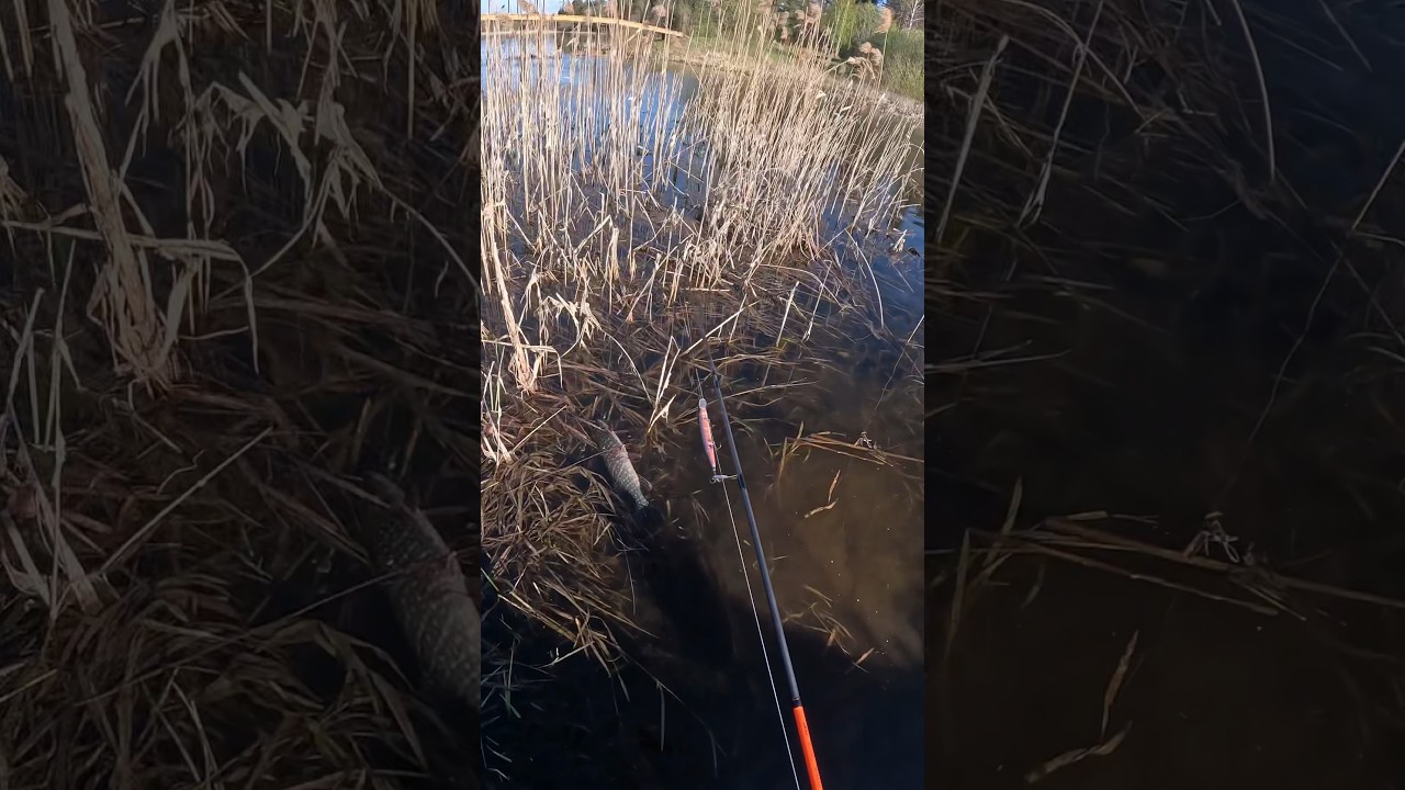 😱СПАС ЖИЗНЬ ЩУКЕ💪 #fishing #рыбалка #природа #щука #красота #спиннинг #речка