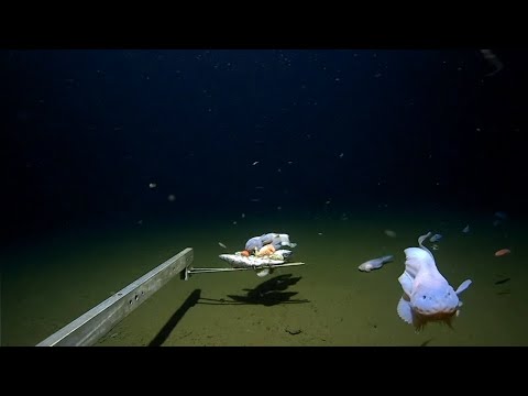 CAUGHT ON VIDEO: Scientists film deepest ever fish on seabed off Japan