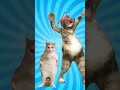 Dog dance cat supercat funny suppercat comedy superdog dog pets catlover