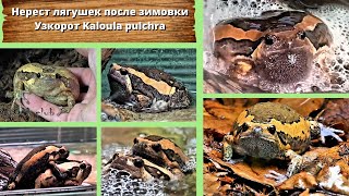 видео: Нерест лягушек после зимовки. Узкорот Kaloula pulchra. Chubby frog: to moo, or not to moo! Englsubs. картинка: Нерест лягушек после зимовки. Узкорот Kaloula pulchra. Chubby frog: to moo, or not to moo! Englsubs.