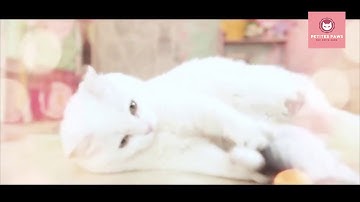 Dancing Fish Catnip Kicker Toy