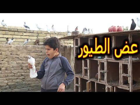 خباثه اخوي طبانه فظحني اني وساره  بسبب الطيور  شوفو المشكله