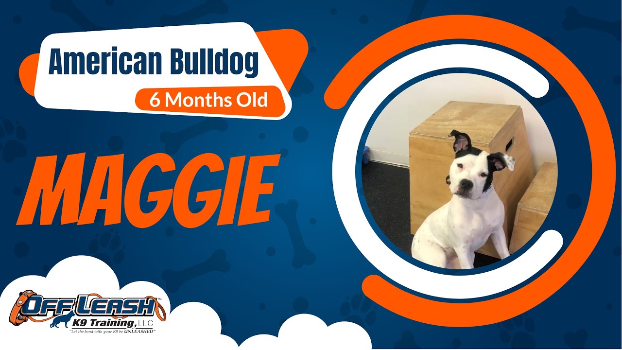 Beyond Basics Elevating Maggie's OffLeash K9 Training! YouTube