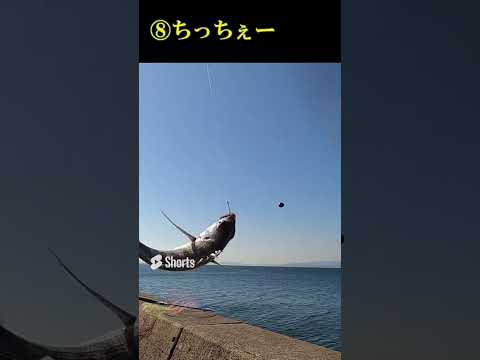 チヌ狙ってたらクソデカいの釣れたｗ　釣りって合法のギャンブルだ00 #Shorts