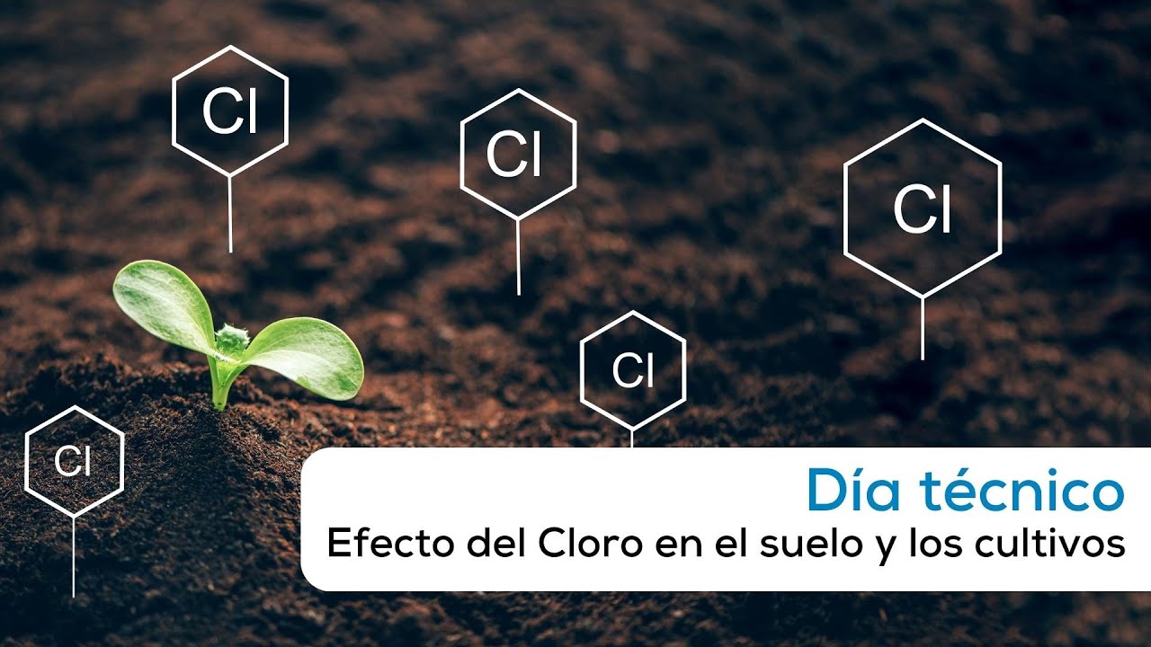 Día técnico: Efecto del Cloro en el suelo y los cultivos