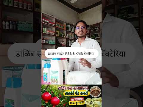 डाळिंब सरकी पेंड स्लरी PSM KMB बॅक्टेरिया #डाळिंब #स्लरी