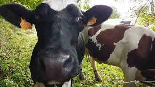 A La Vache, Cest Bon Les Pommes