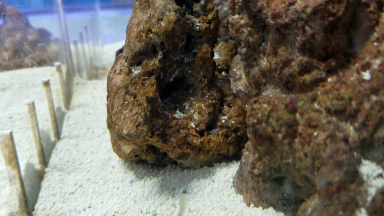 camera iphone 8 plus apk Redhead Goby at Pacific East Aquaculture