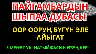 картинка: Пайгамбардын дубасы – бардык оорунун себебин жок кылып, руханий айыгууга жардам берет