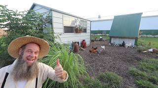 Morning HOMESTEAD CHORES and this CHICKEN COOP is CRAZY