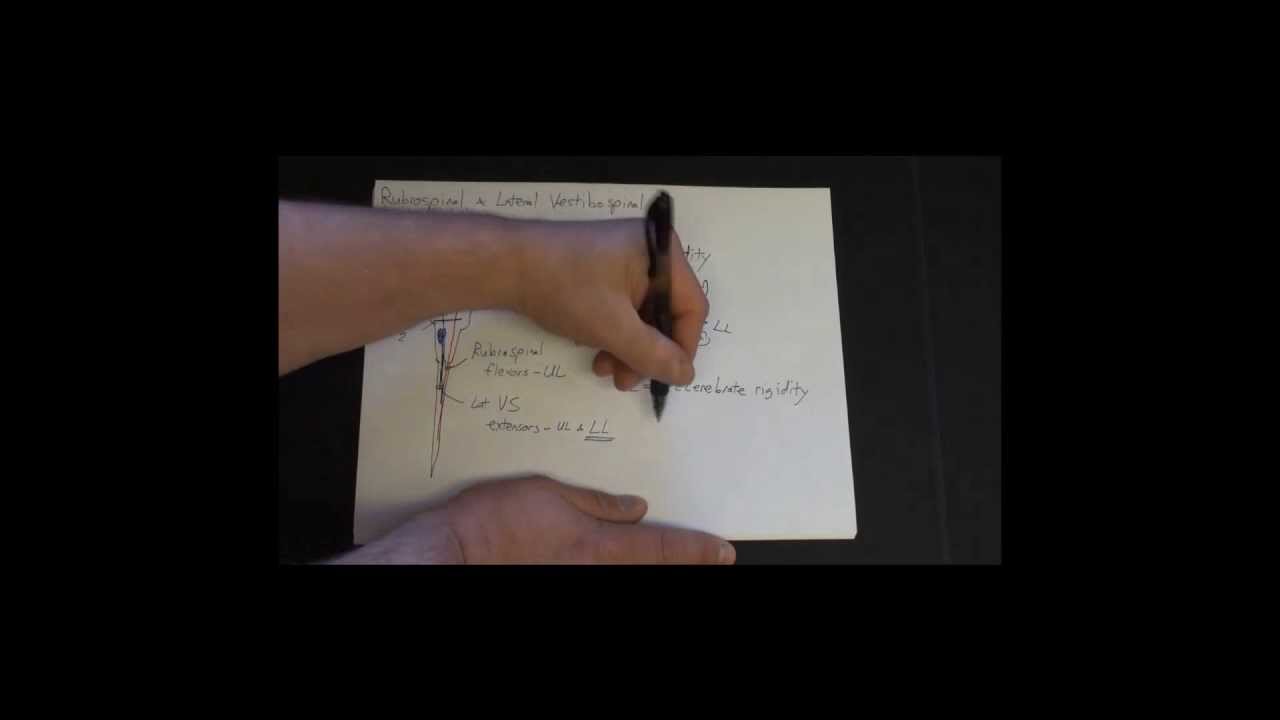 nerve trailer Neuroanatomy - Movement - Drawing the Descending Motor Pathways