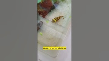 Tìm hiểu về cá Nóc da beo - Nuôi cá dưỡng tâm